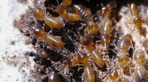 mối, con mối, mối mọt, diệt mối, phong thủy