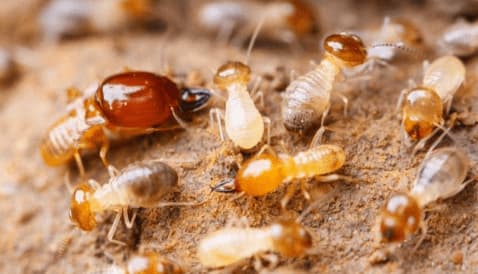 mối, con mối, mối mọt, diệt mối, phong thủy