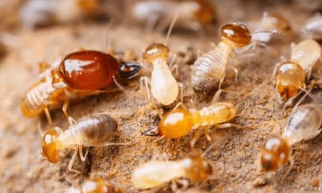 Câu nói nhà bị mối nên bán nghĩa là gì? Nhà bị mối có phải phong thủy xấu không?