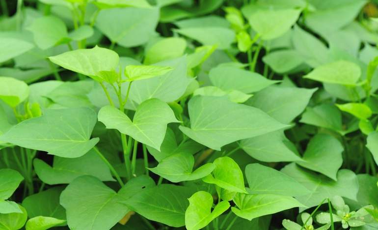 Công dụng bất ngờ của rau khoai lang với bệnh ung thư