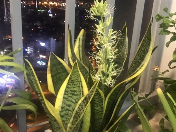 5 loại cây hiếm khi nở hoa, khi đã nở nghĩa là điềm lành sắp đến, gia chủ 3 đời hưởng lộc